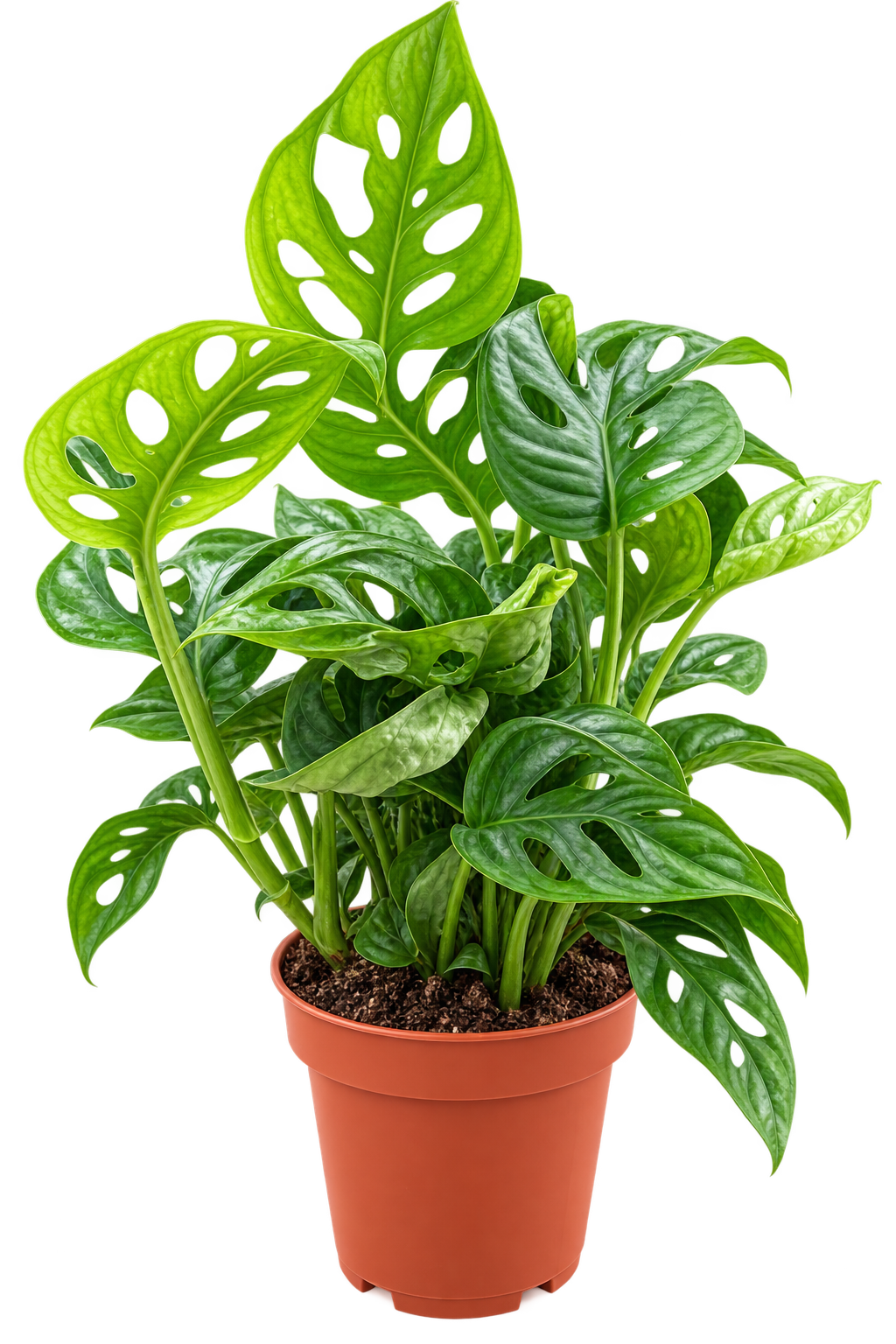 Monstera (Fensterblatt)