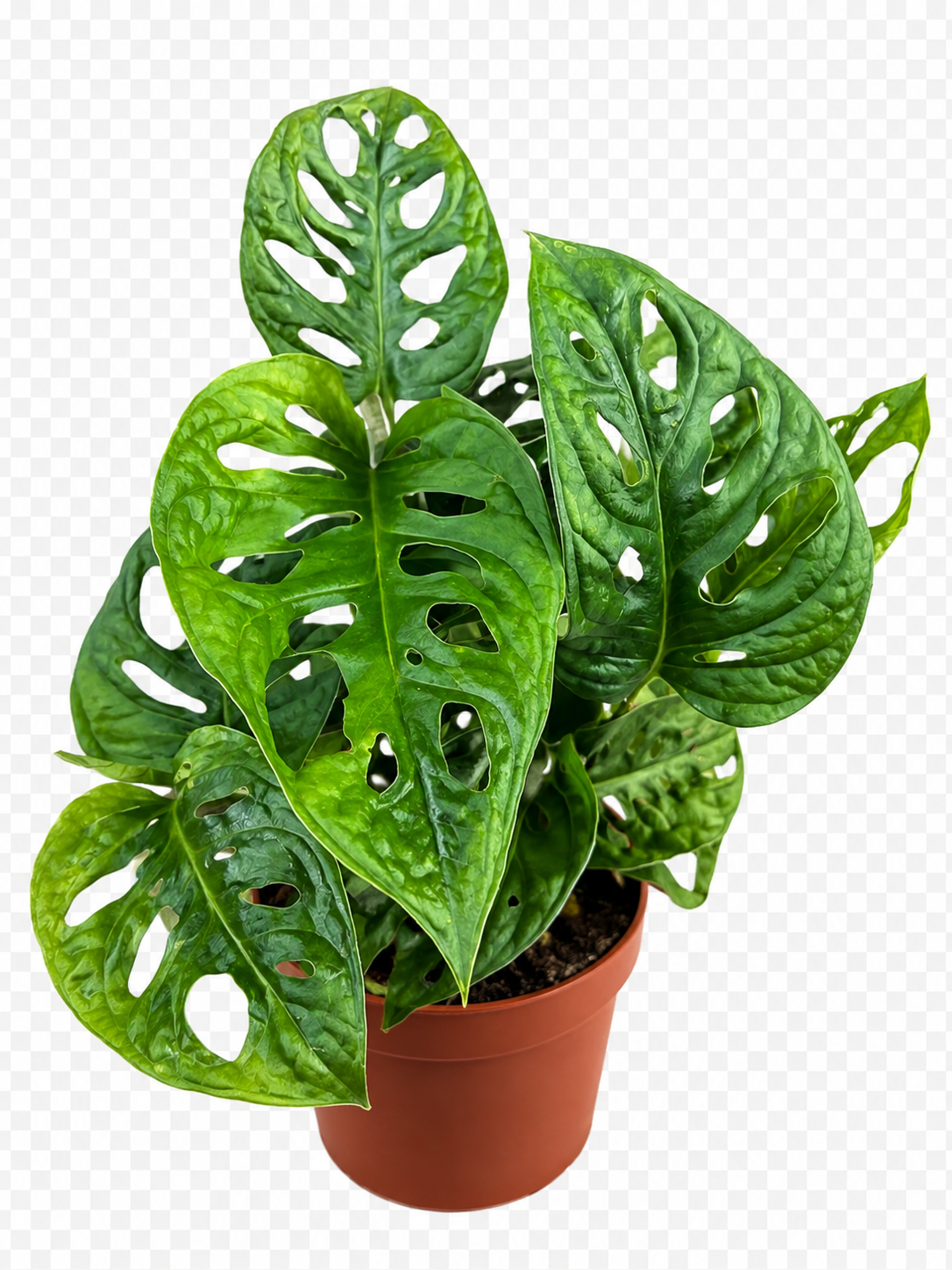 Monstera (Fensterblatt)