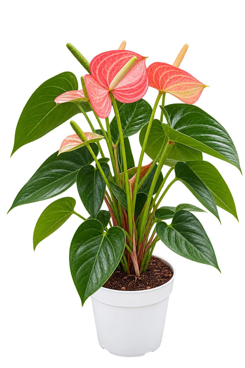 Flamingoblume