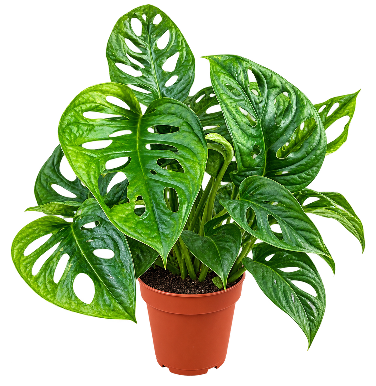 Monstera (Fensterblatt)