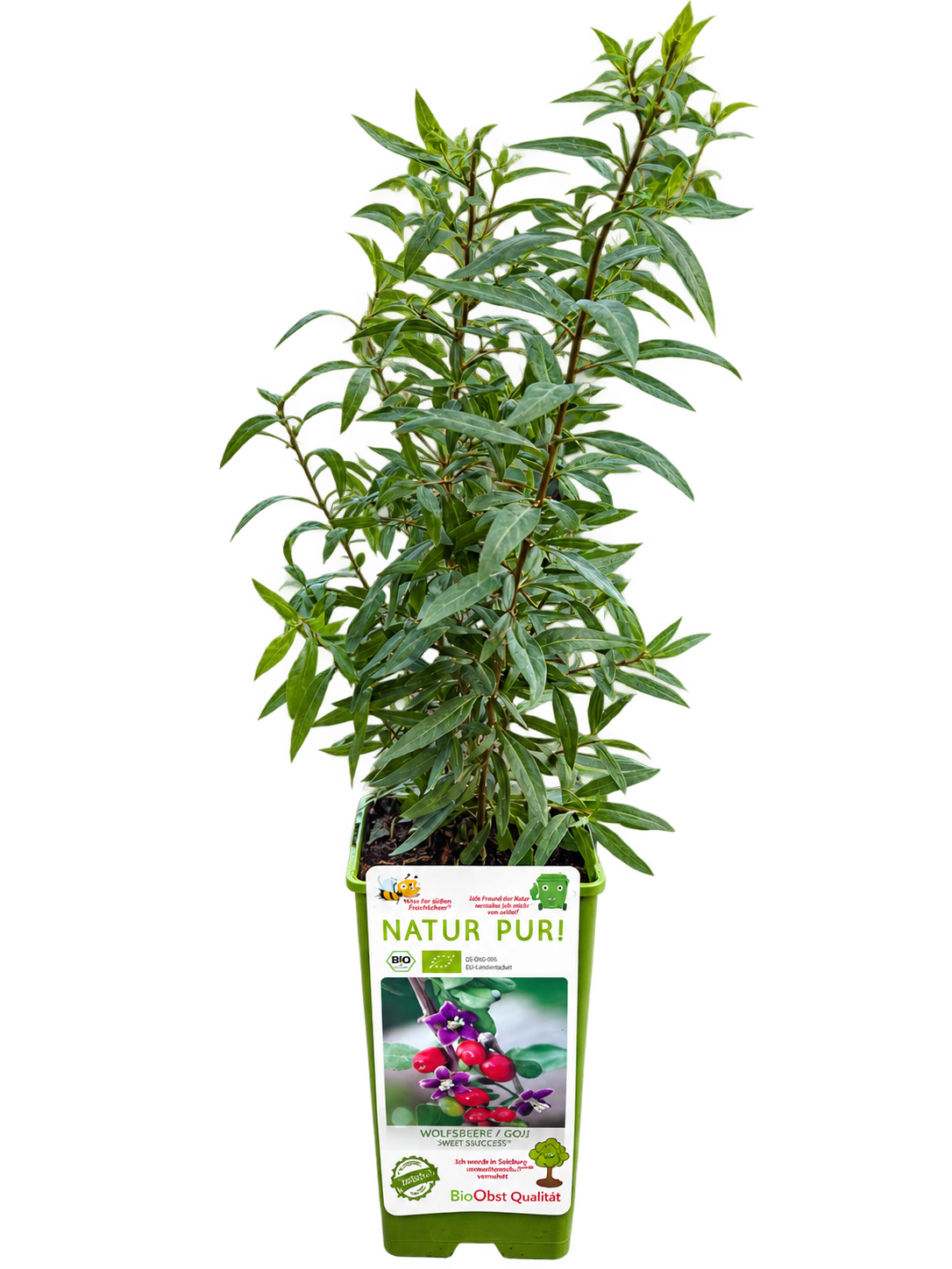 Goji Beere - Pflanze