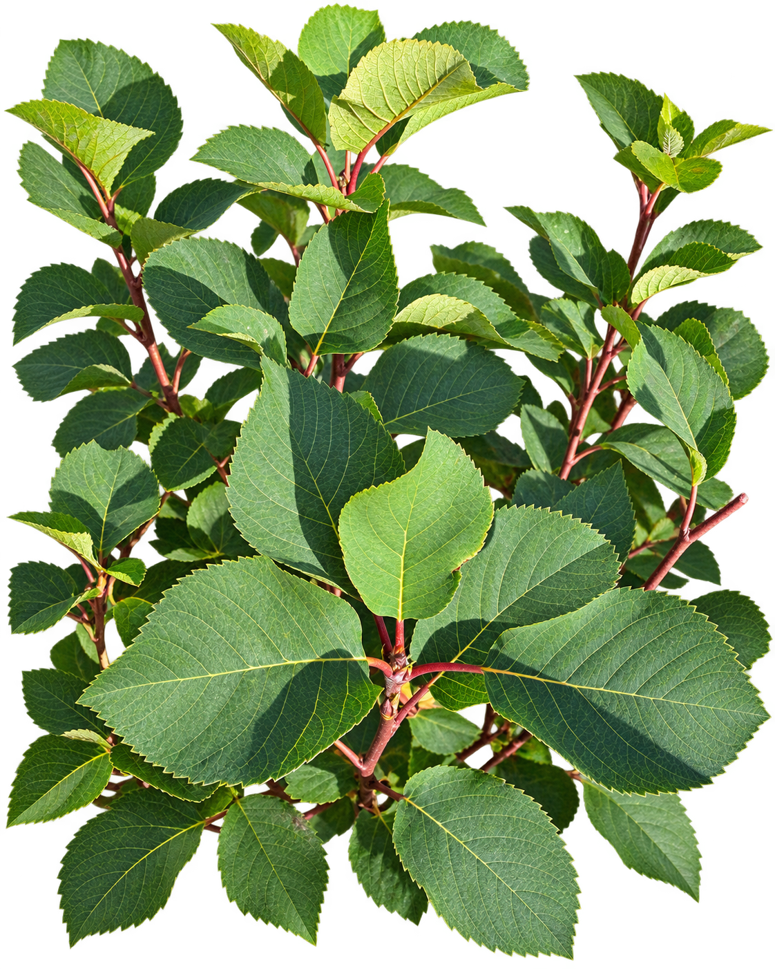 Greatberry