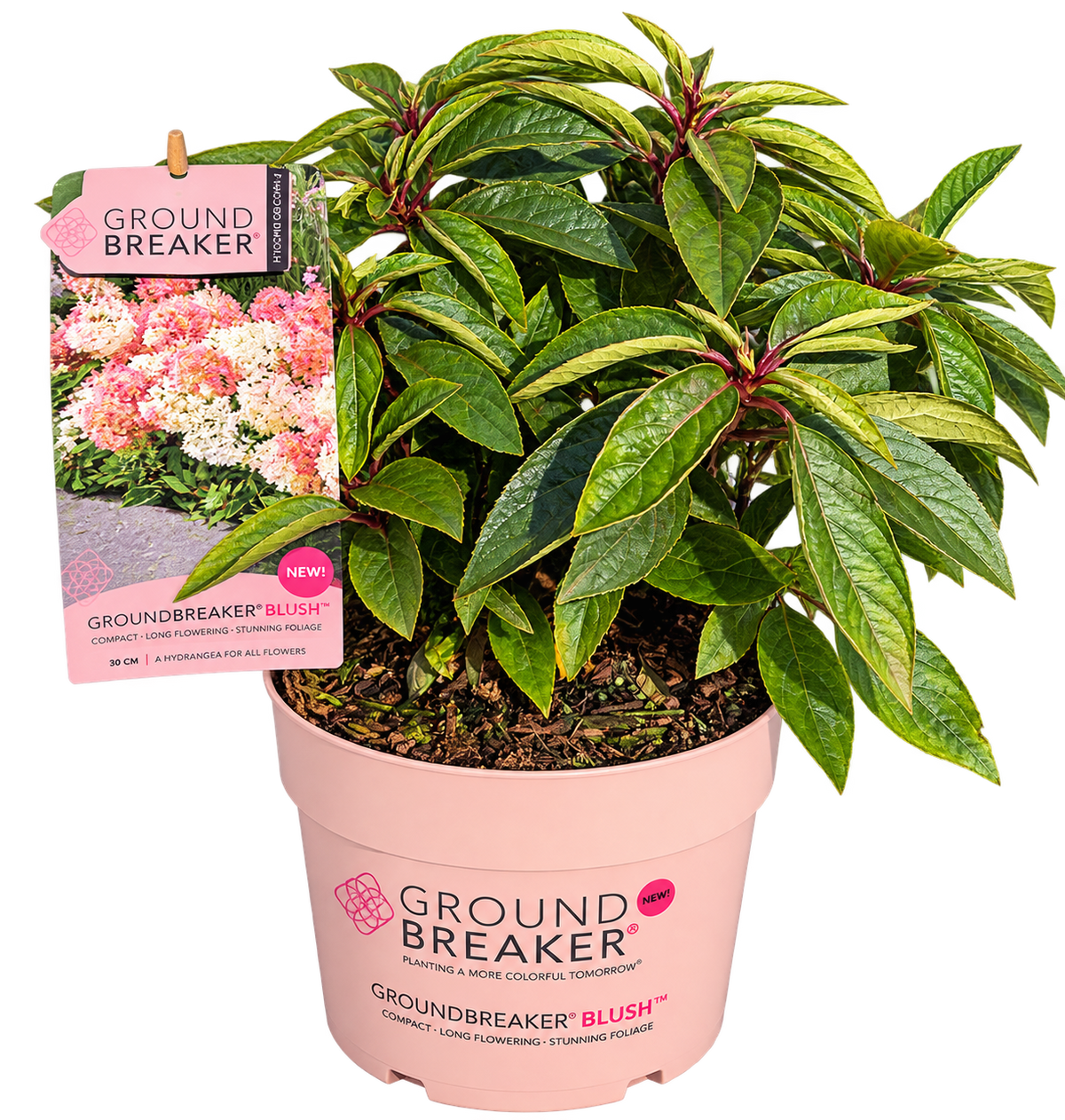 Groundbreaker Hortensie