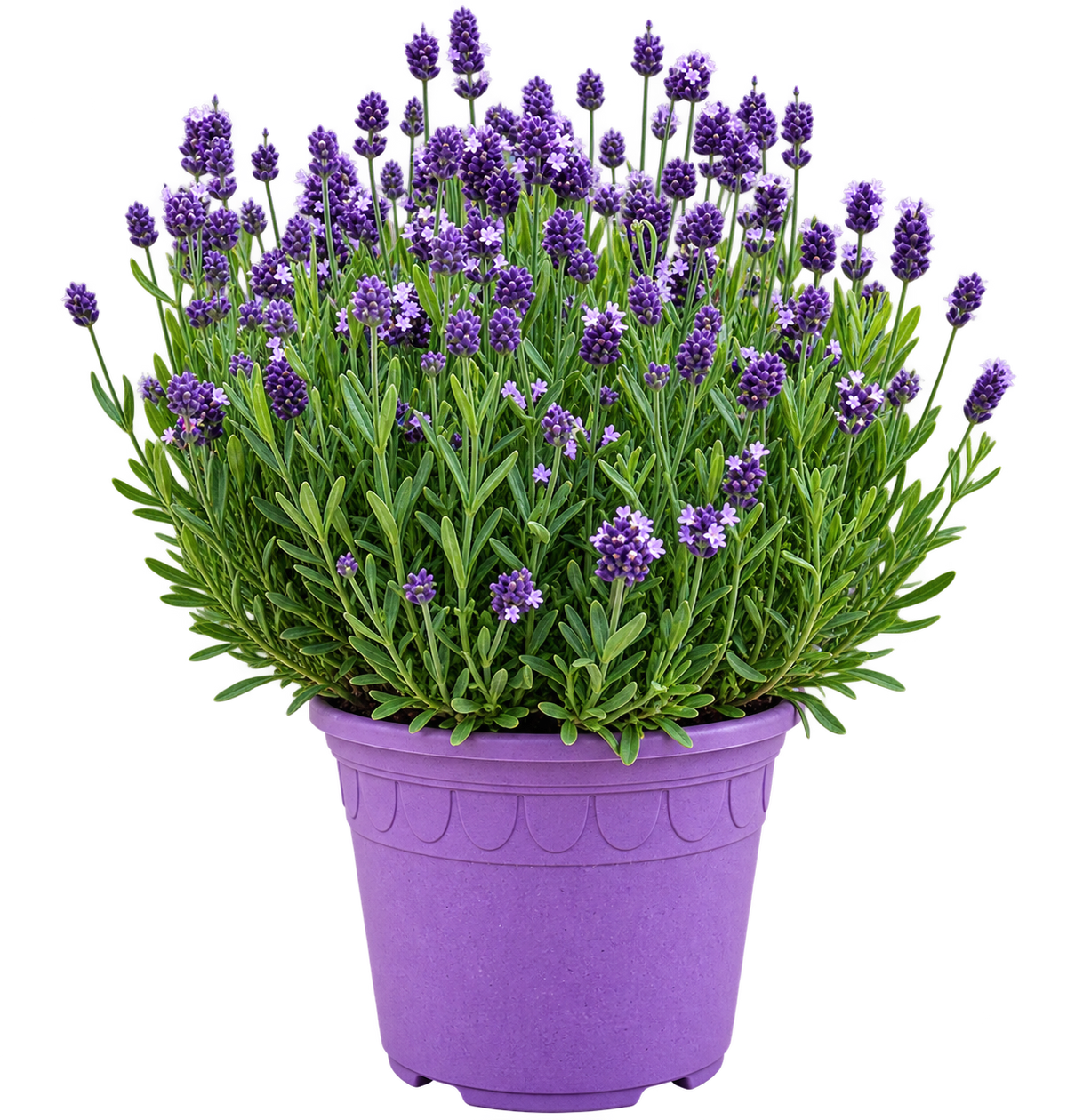 Lavendel
