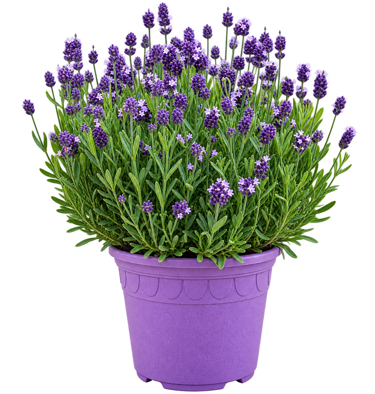 Lavendel L