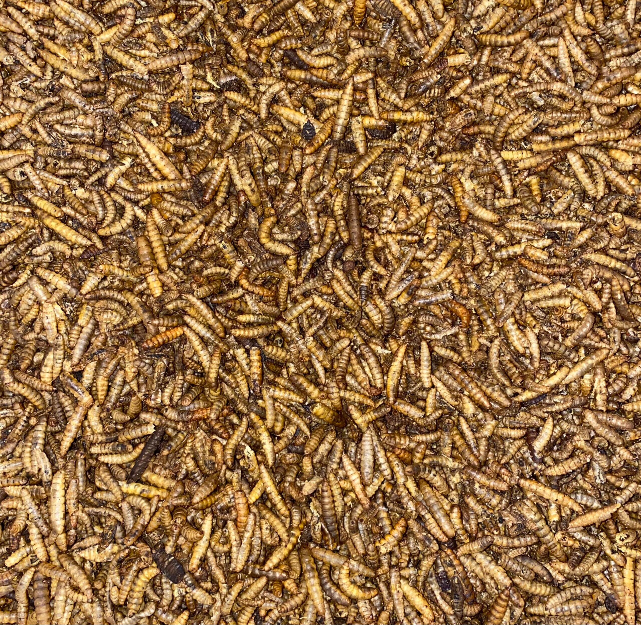 EE-Pflanzenhof's   Mehlwürmer    200g