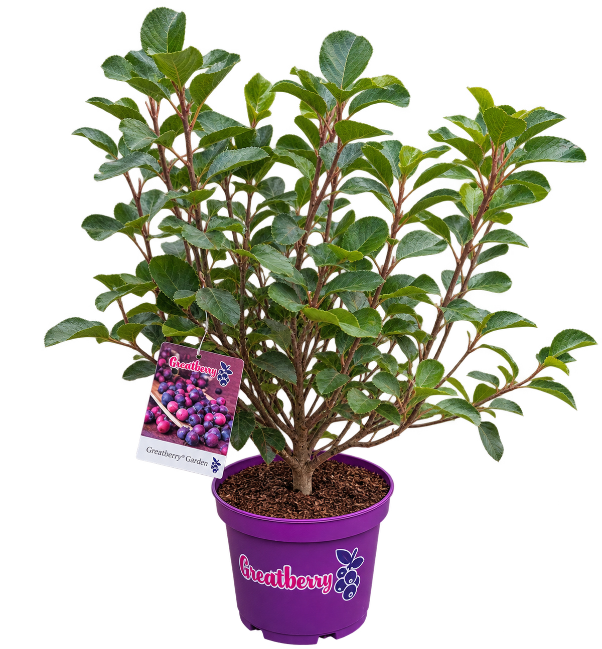 Greatberry