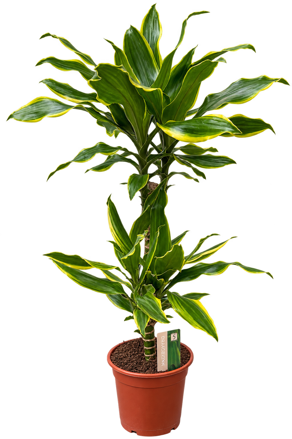 Drachenbaum