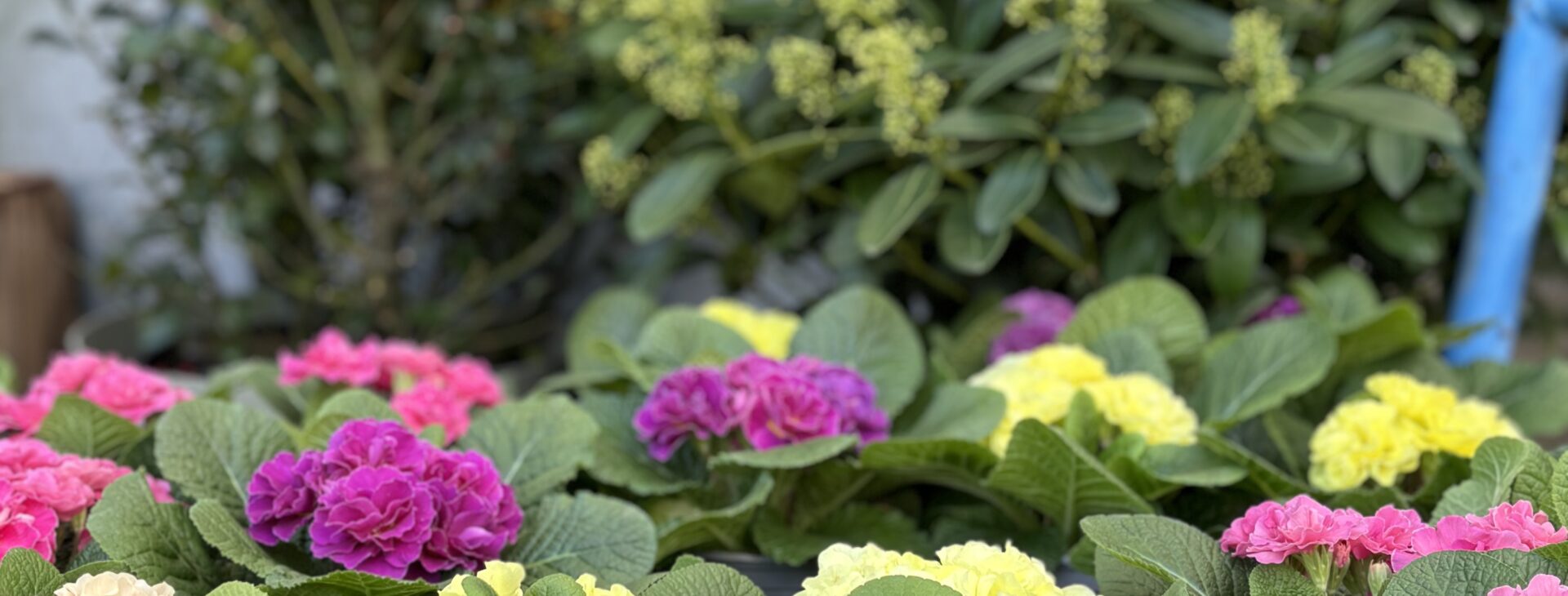 Der Frühling kommt - garantiert