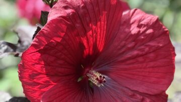 🌿 Neues Format: Pflanze der Woche! 🌿