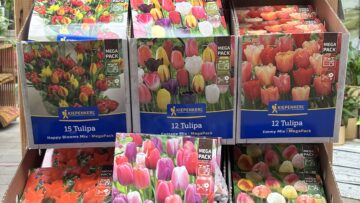 🌱✨ Blumenzwiebeln für ein Blütenmeer ✨🌱
