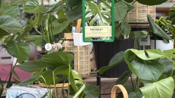 🌿✨ Frische Luft für dein Zuhause! ✨🌿