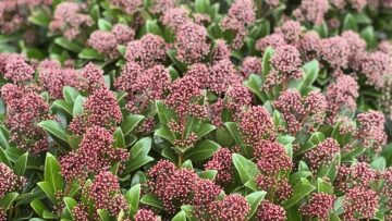 🌸 PFLANZE DER WOCHE 🌸