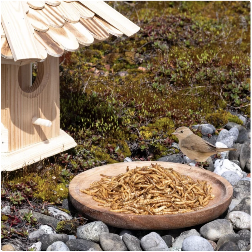 EE-Pflanzenhof's Mehlwürmer 200g – Bild 2