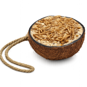 Halbe gefüllte Kokosnuss mit Mehlwürmern