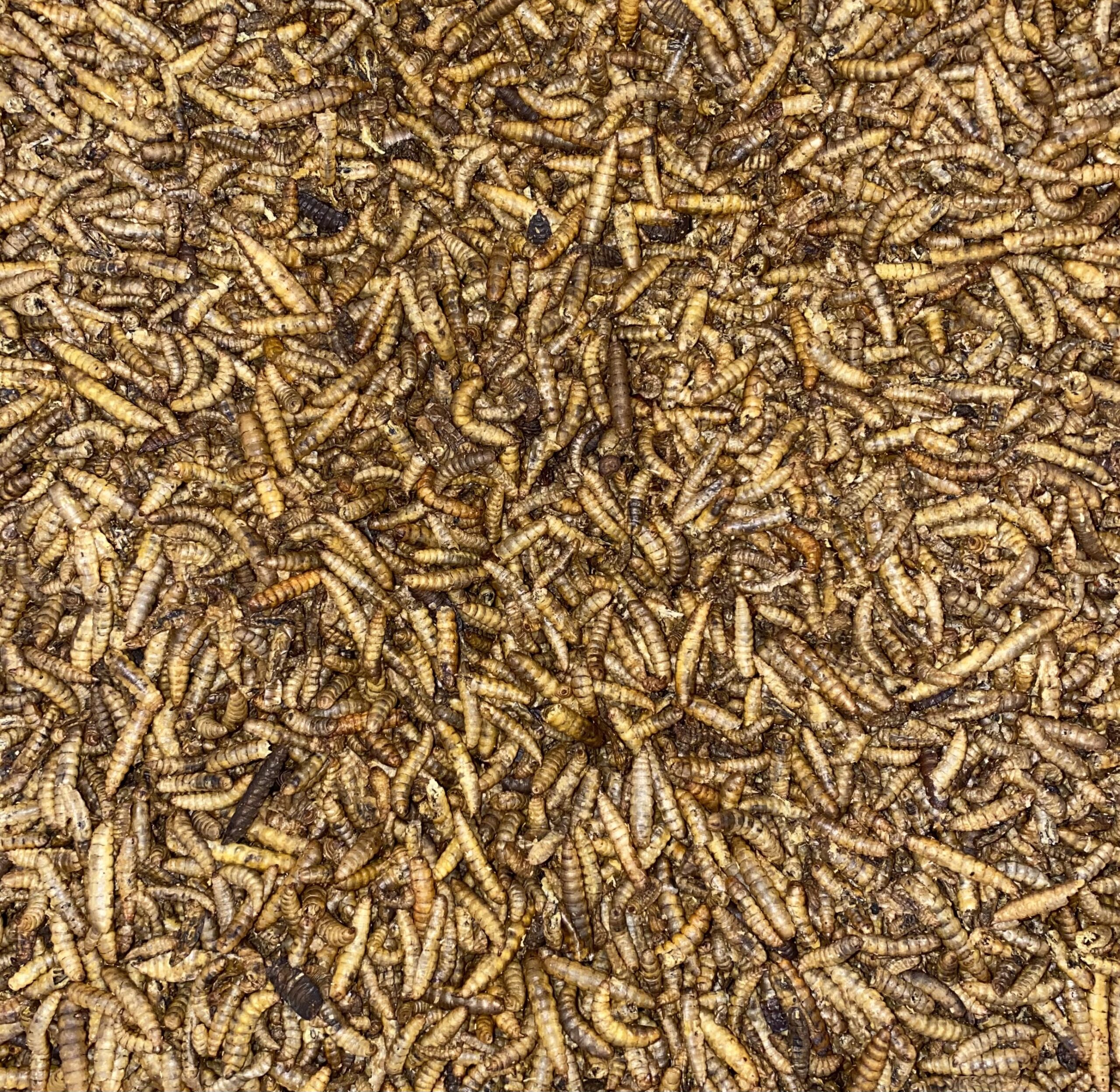 EE-Pflanzenhof's Mehlwürmer 200g – Bild 5