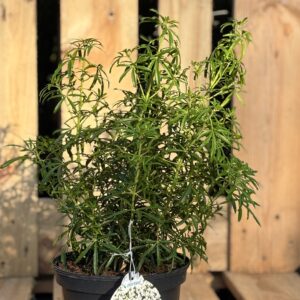 Choisya ternata ‘White Dazzler’ (Mexikanische Orangenblume)