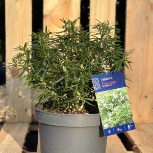 Choisya ternata ‘Little Bee’ (Mexikanische Orangenblume)