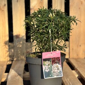 Choisya ternata ‘Scented Gem’ (Mexikanische Orangenblume)