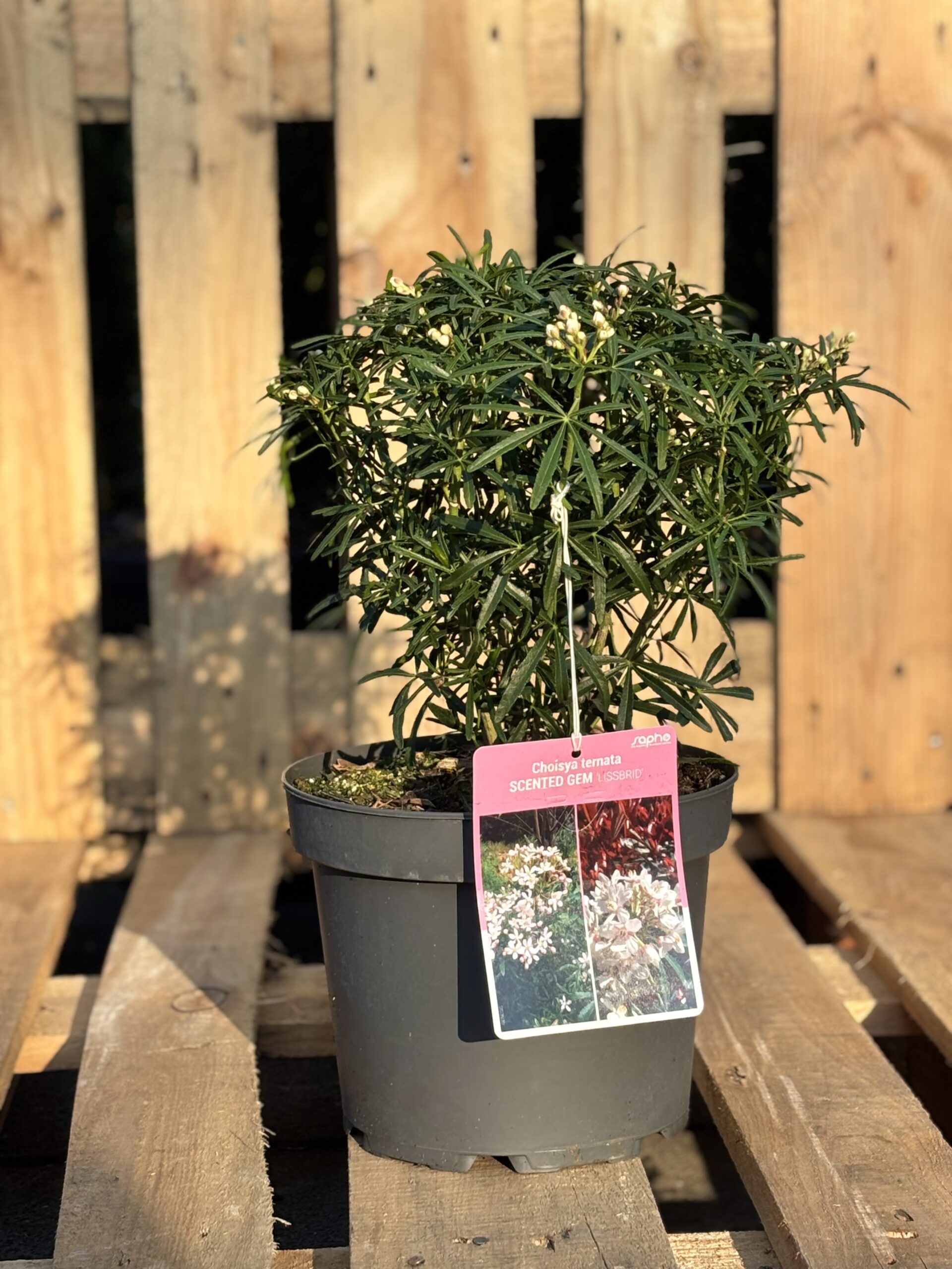 Choisya ternata ‘Scented Gem’ (Mexikanische Orangenblume)