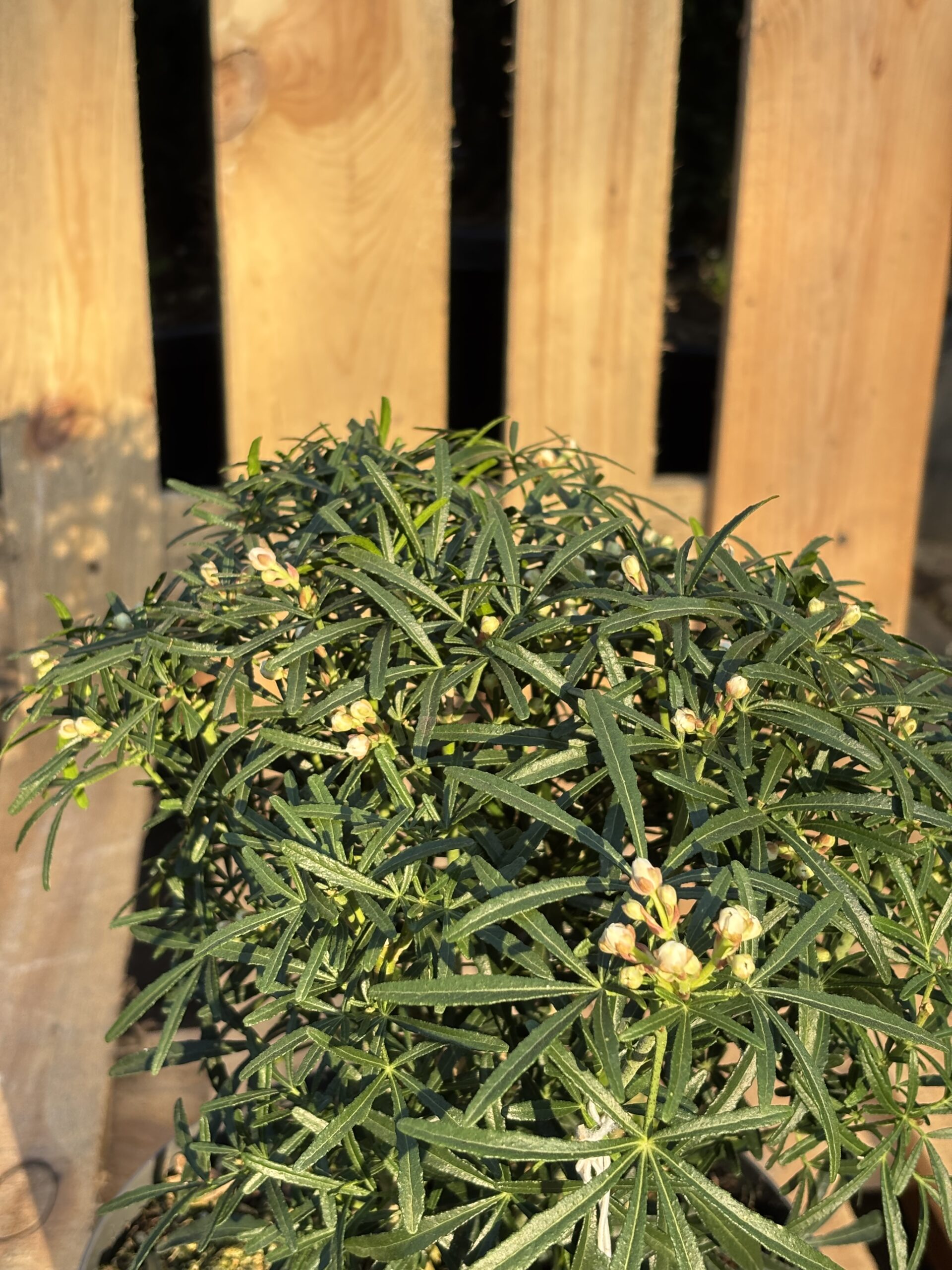 Choisya ternata ‘Scented Gem’ (Mexikanische Orangenblume) – Bild 2