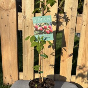 Aroma-Queen (Herbsthimbeere)