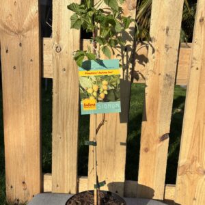 Primeberry Autumn Sun (gelbe Herbsthimbeere)