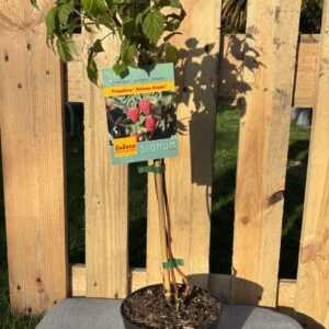 Primeberry Autumn Happy (Herbsthimbeere)