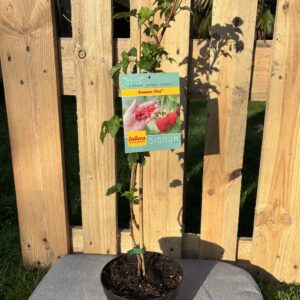 Summer Chef (Sommerhimbeere)