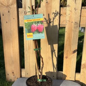 Twotimer Allyouneed (2x tragende Himbeere)