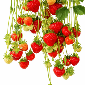 Hängeerdbeere