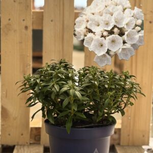 Kalmia Latifolia ‘Elf’