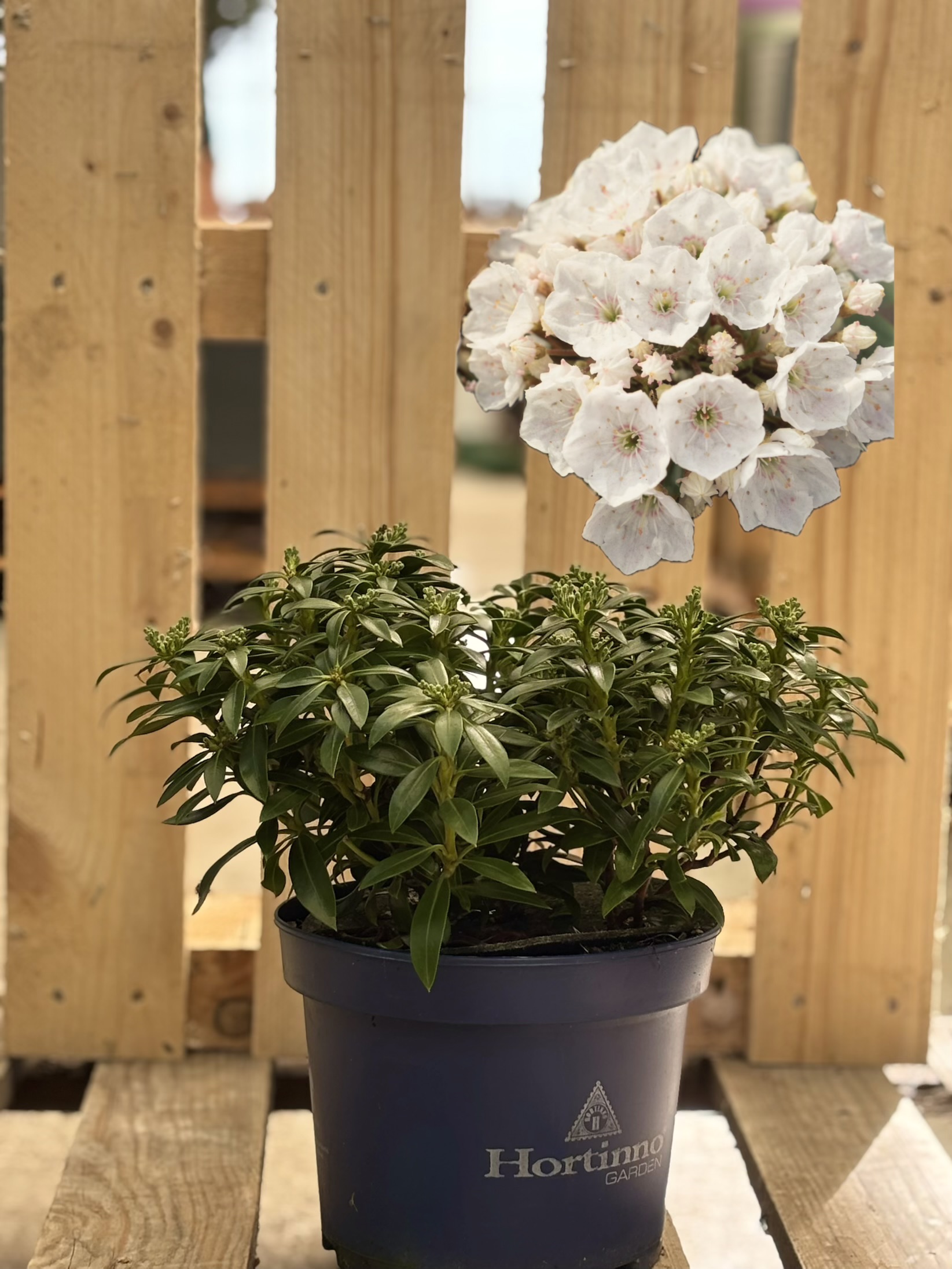 Kalmia Latifolia ‘Elf’