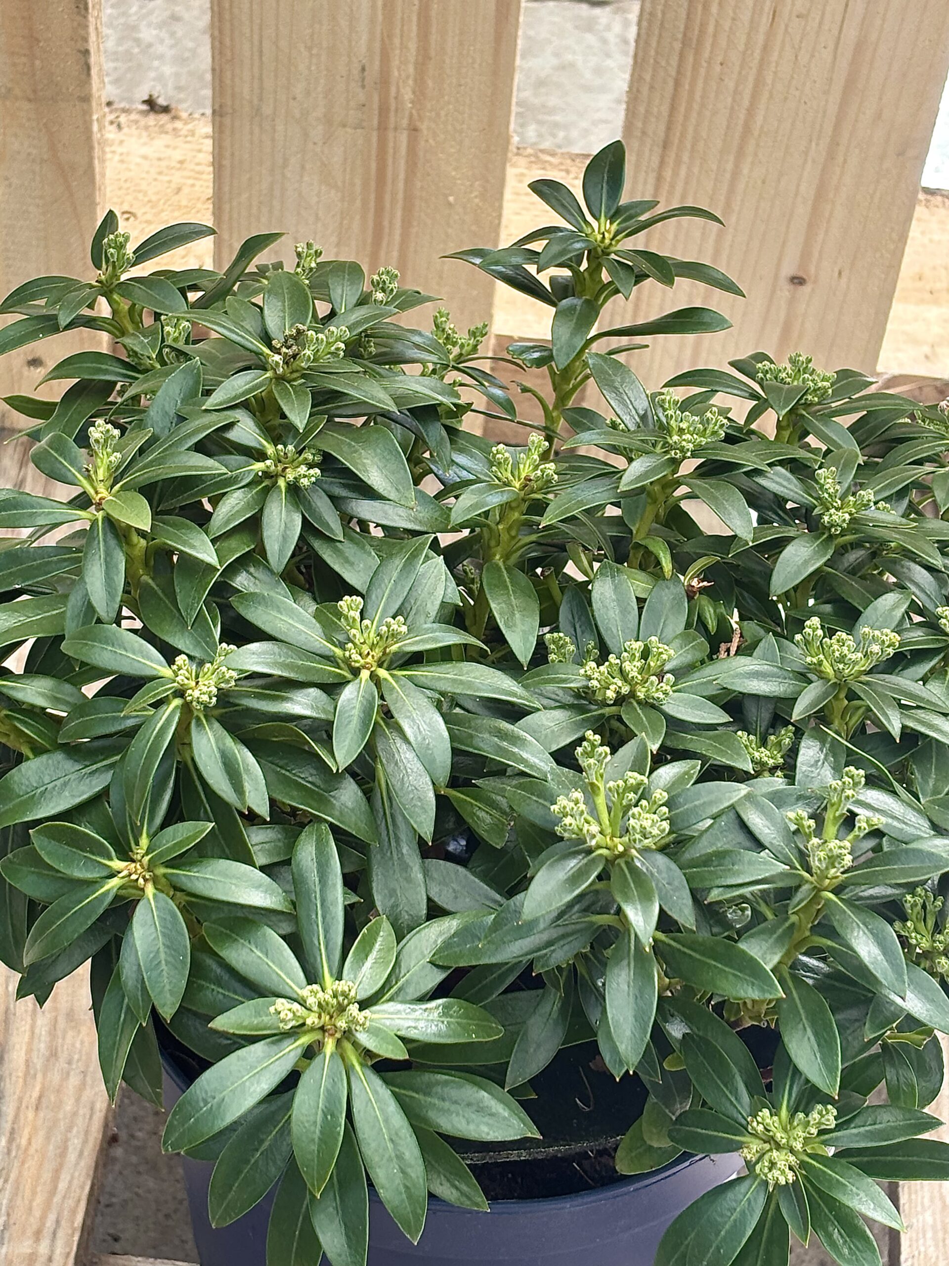 Kalmia Latifolia ‘Elf’ – Bild 3