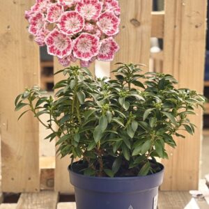 Kalmia latifolia ‘Minuet’