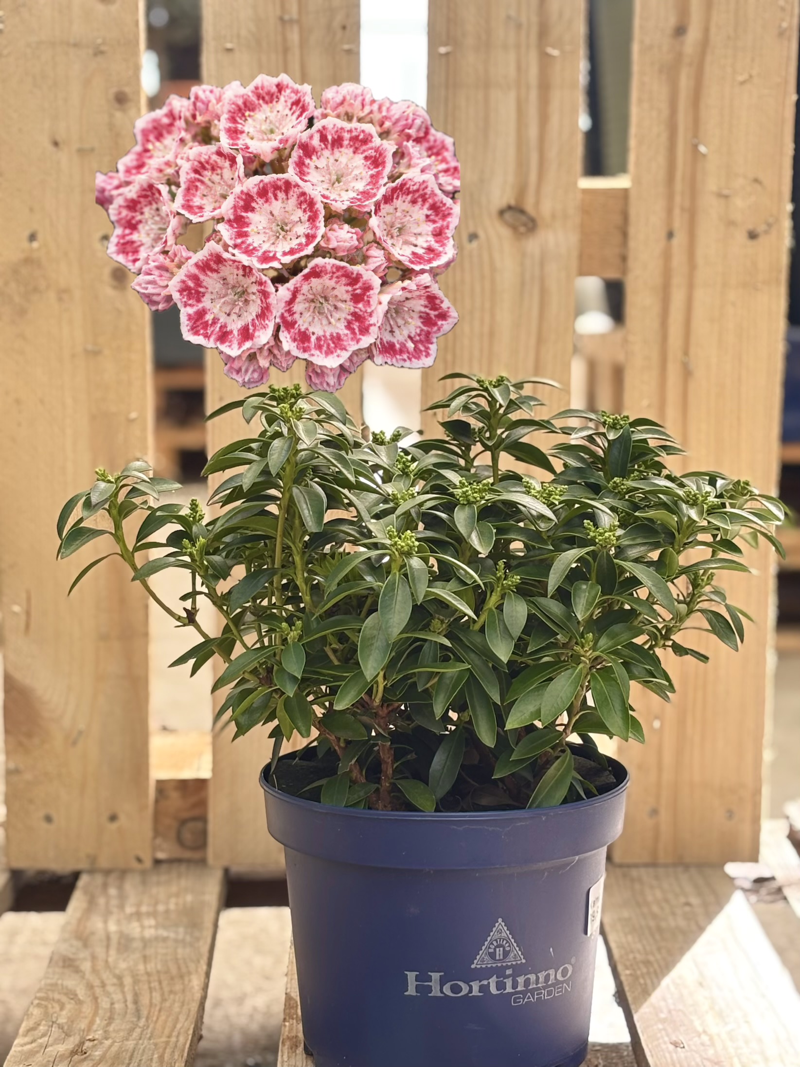 Kalmia latifolia ‘Minuet’