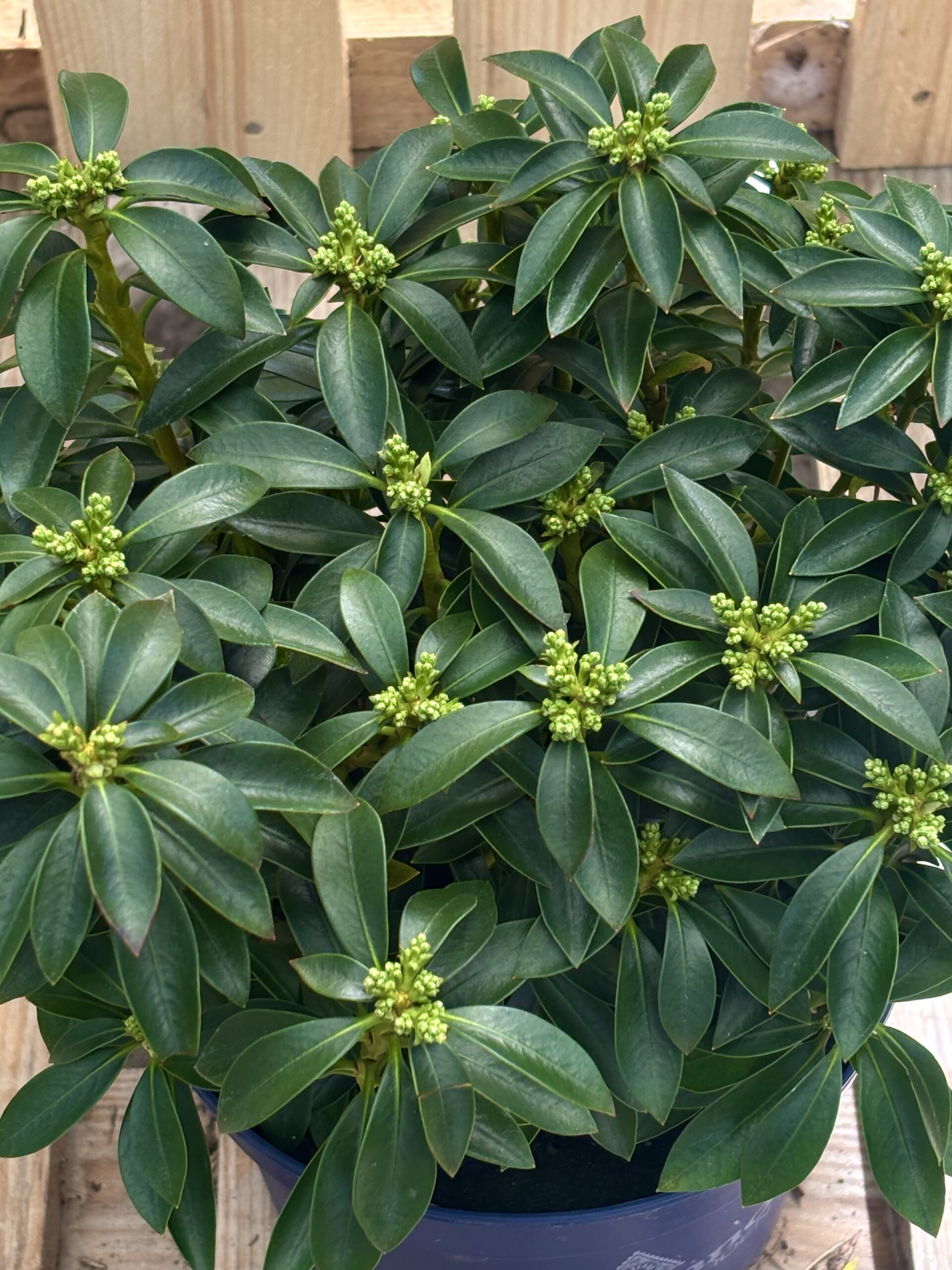 Kalmia latifolia ‘Minuet’ – Bild 3
