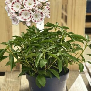 Kalmia latifolia ‘Nani’