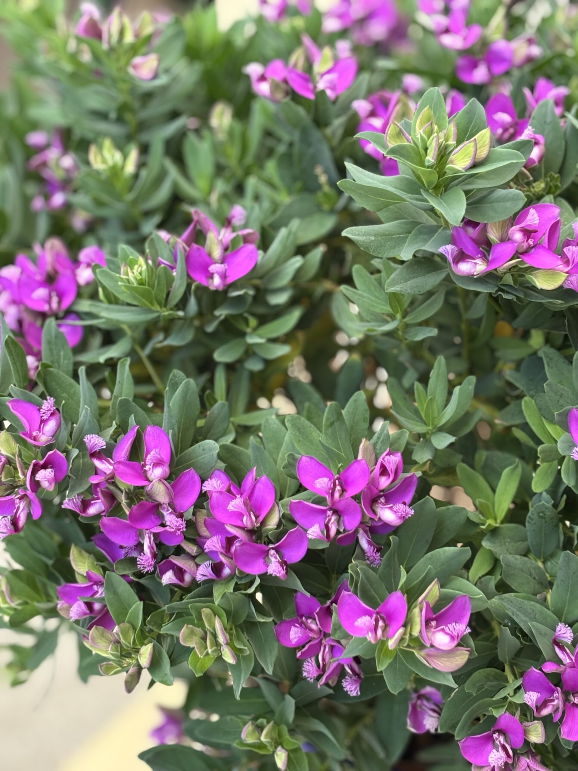 Polygala Größe XL – Bild 2