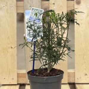 Choisya ternata ‘Scented Gem’ (Mexikanische Orangenblume)