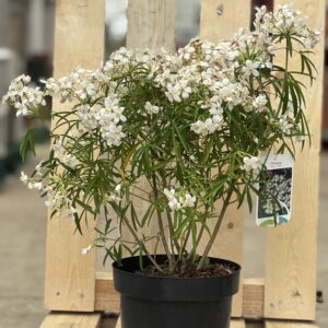 Choisya ternata ‘Aztec Pearl’ (Mexikanische Orangenblume)