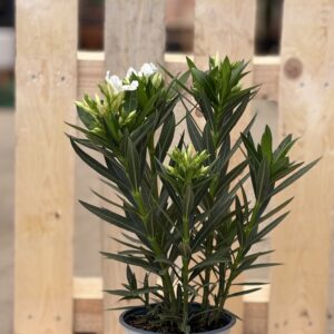 Oleander M weiß