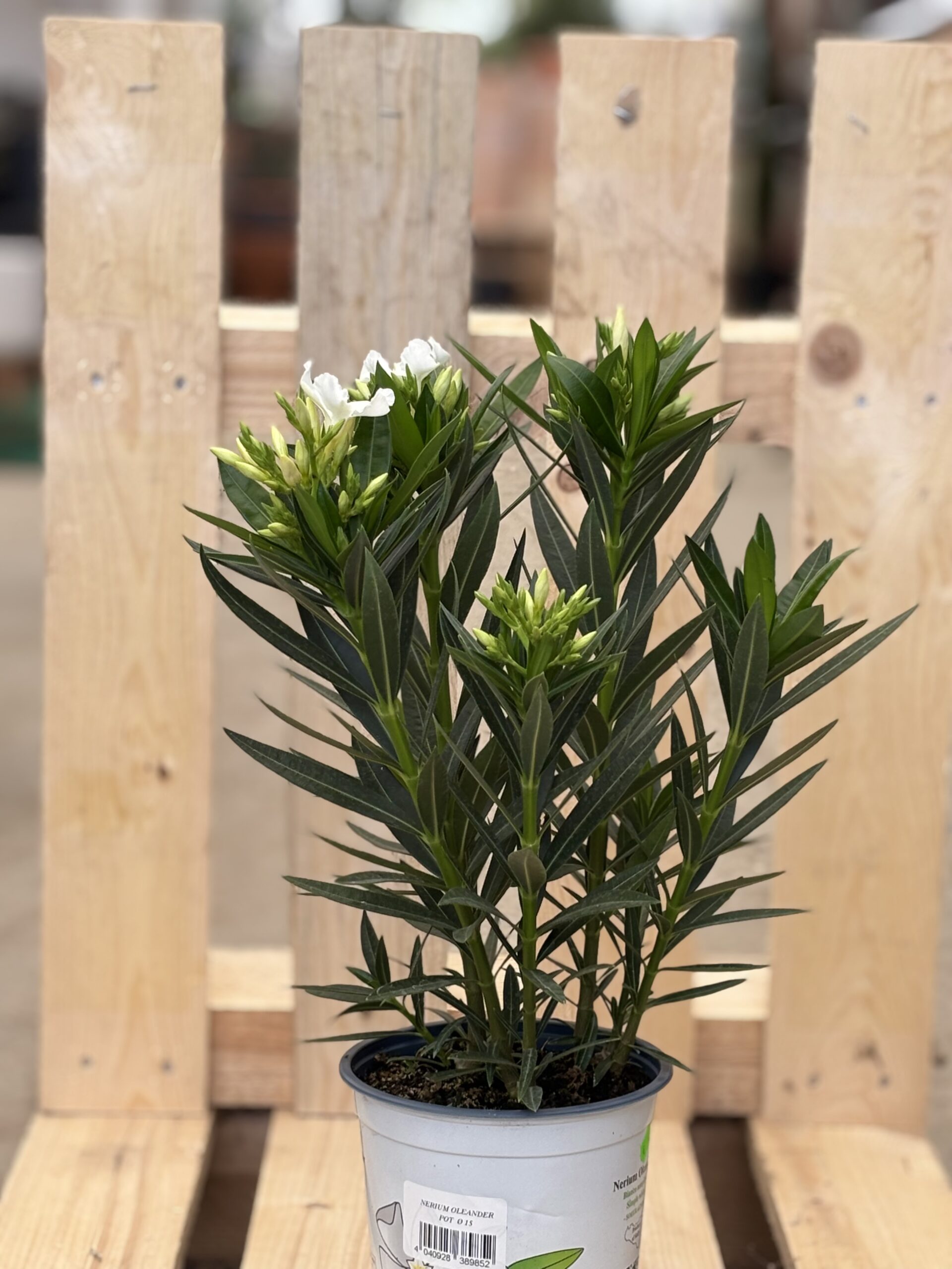 Oleander M weiß