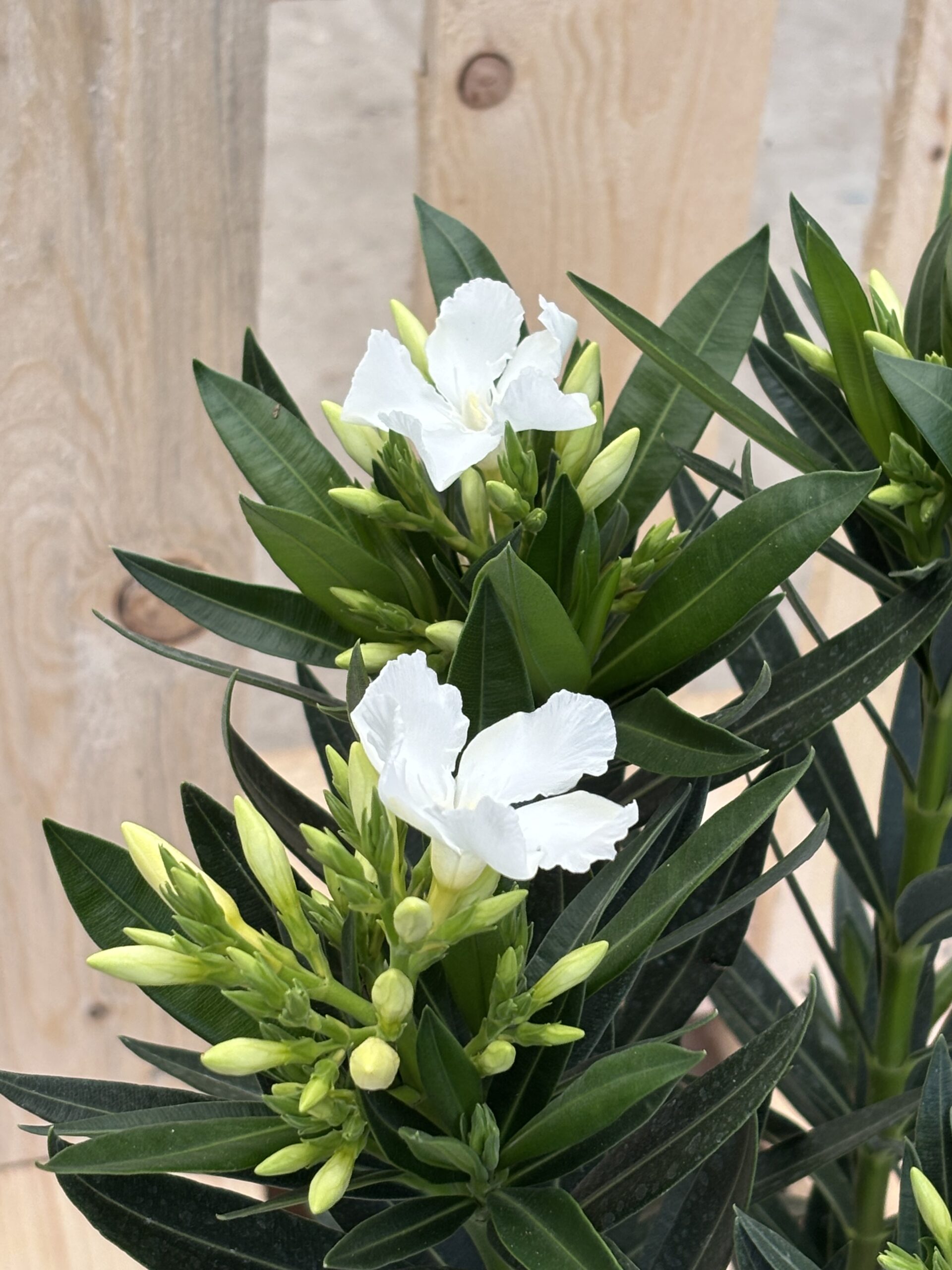 Oleander M weiß – Bild 2