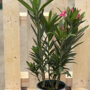 Oleander M rosa