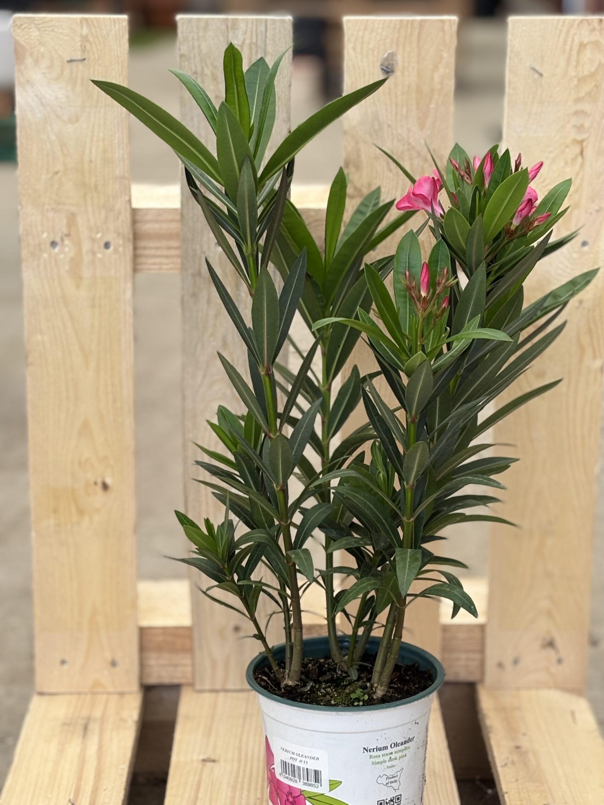 Oleander M rosa