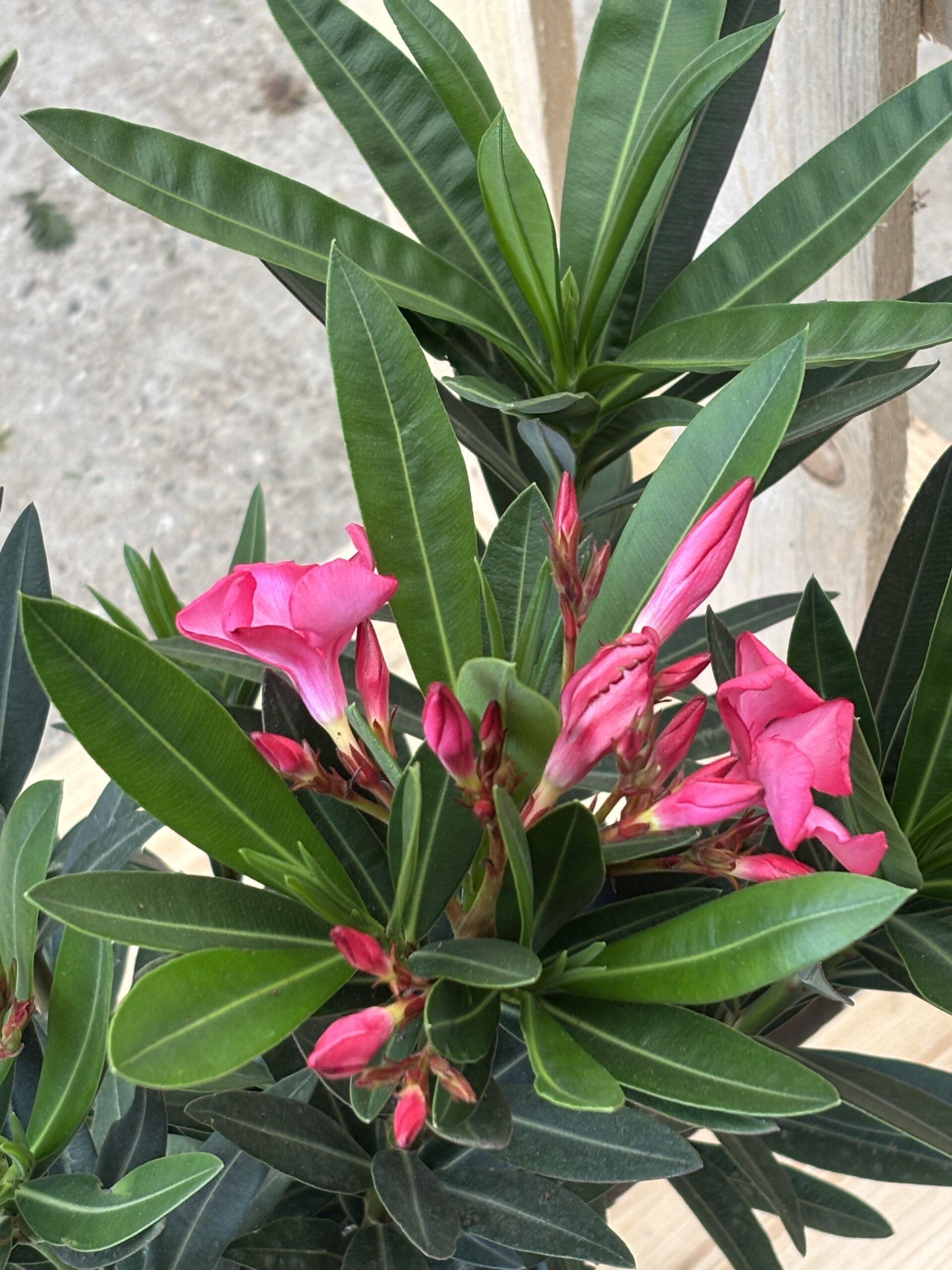 Oleander M rosa – Bild 2