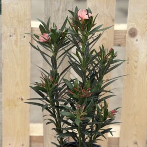 Oleander M rose