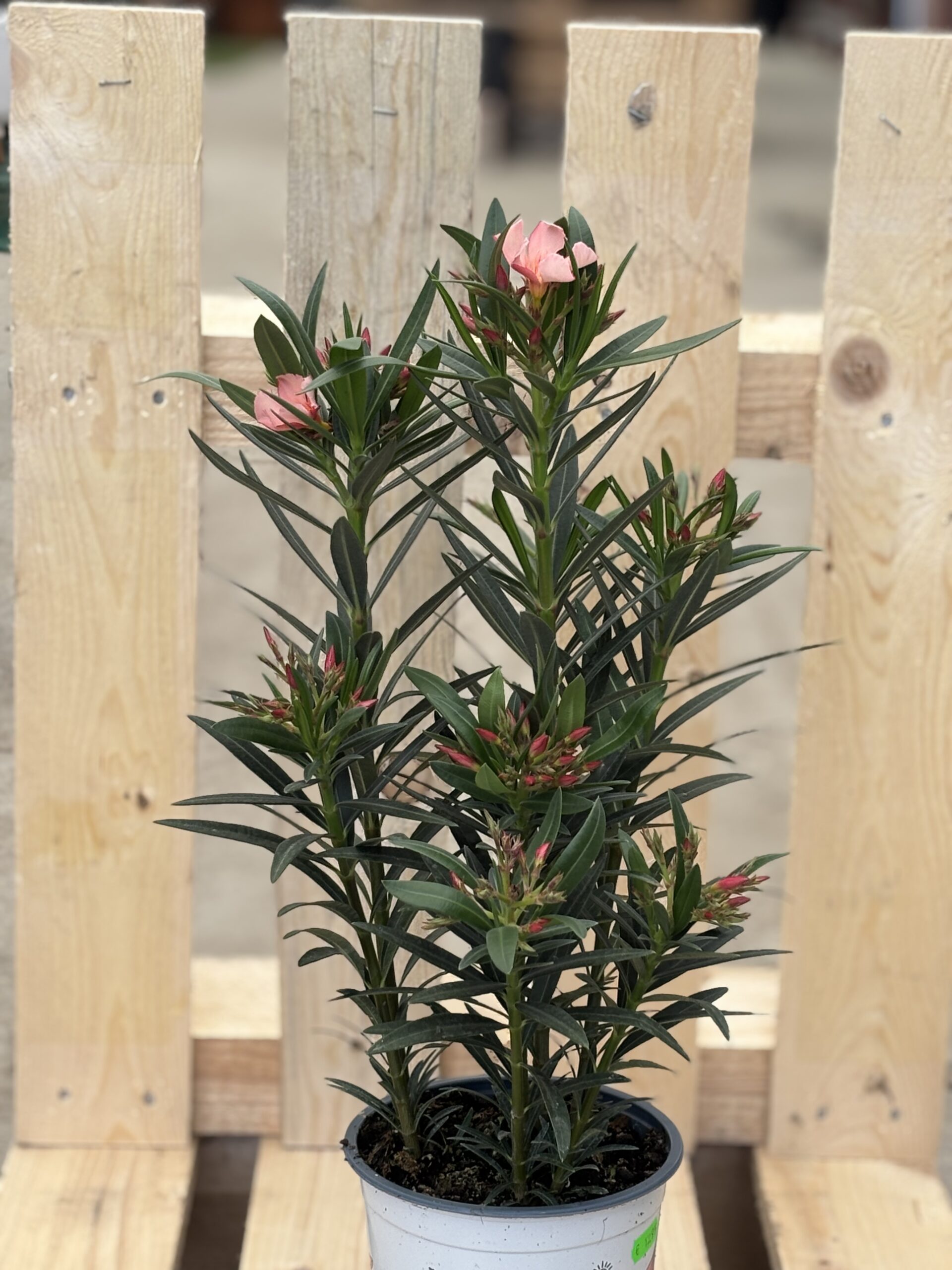 Oleander M rose
