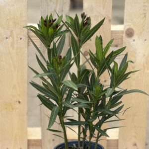 Oleander M rot